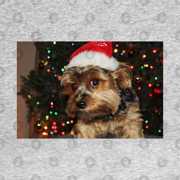 Cute Yorkshire Terrier Yorkie Puppy with Santa Hat by AdrianaHolmesArt